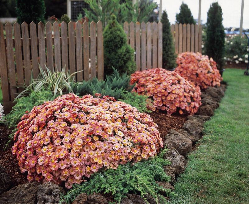 Garden Mum
