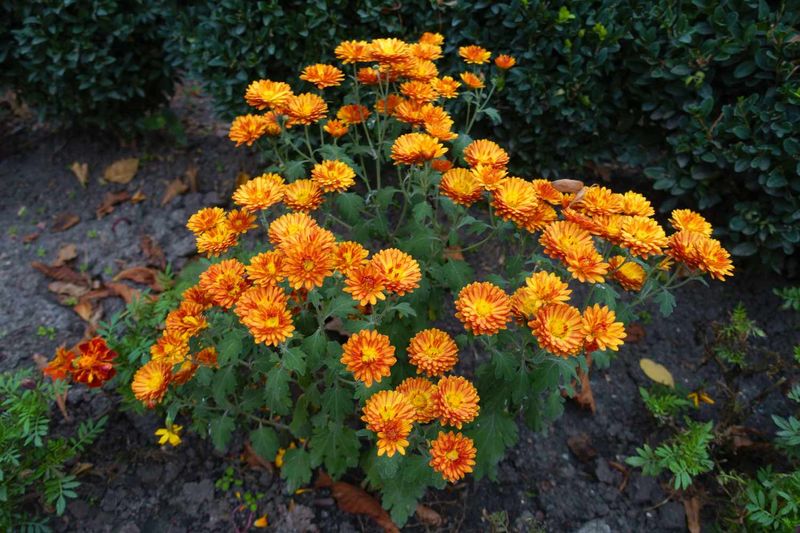 Garden Mums Have A Better Return Chance Than Florist Types