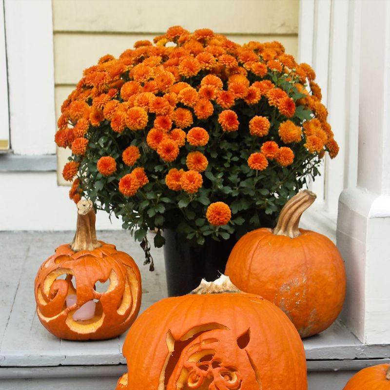 Garden Mums In Orange And Bronze Anchor A Festive Front Step