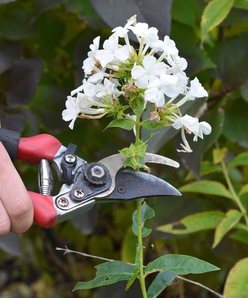 Garden Phlox Deserves A Fresh Start