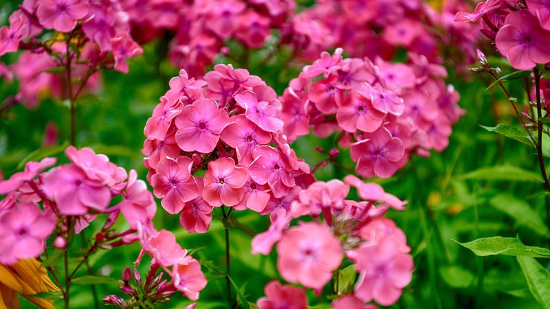 Garden Phlox For Fragrant Late Summer Color Garden Phlox For Fragrant Late Summer Color