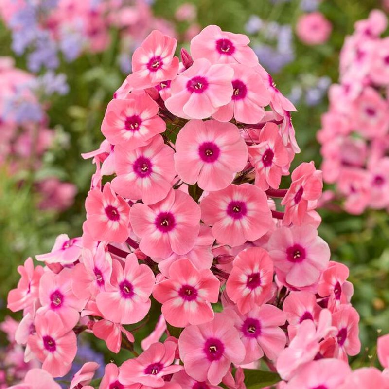 Garden Phlox Garden Phlox