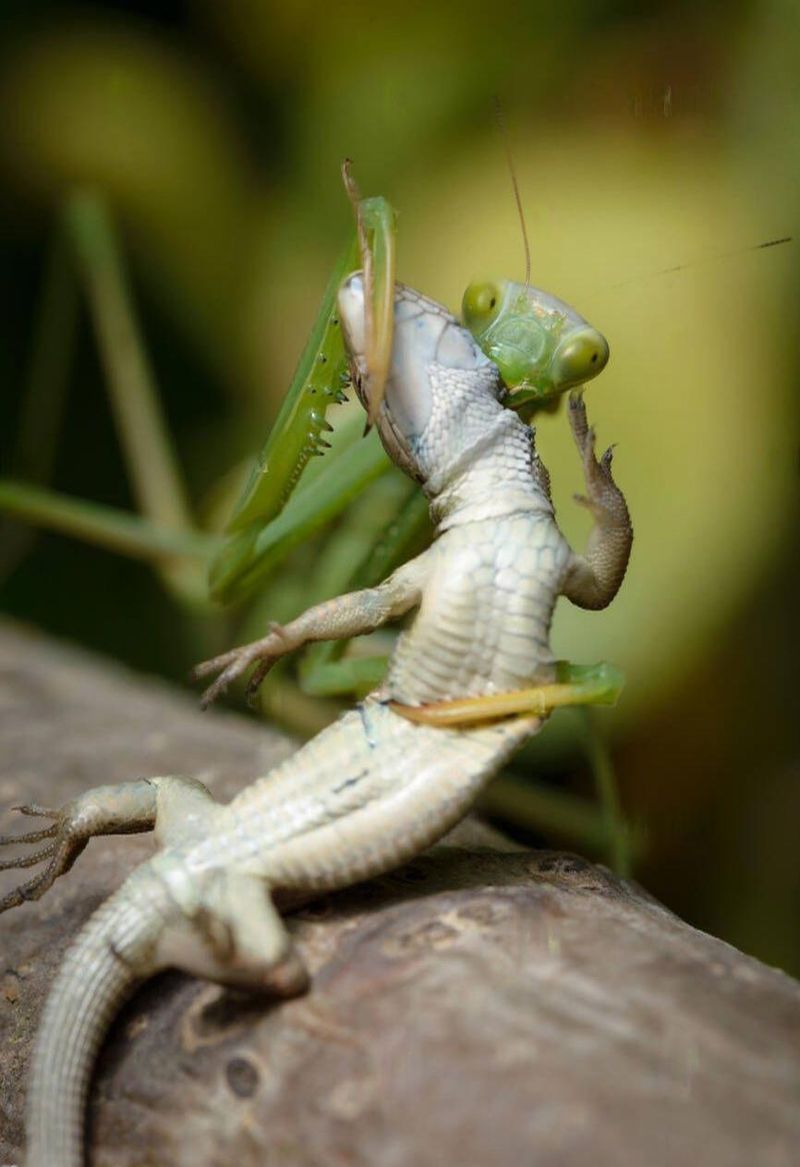 Garden Predators With An Appetite For Almost Any Insect