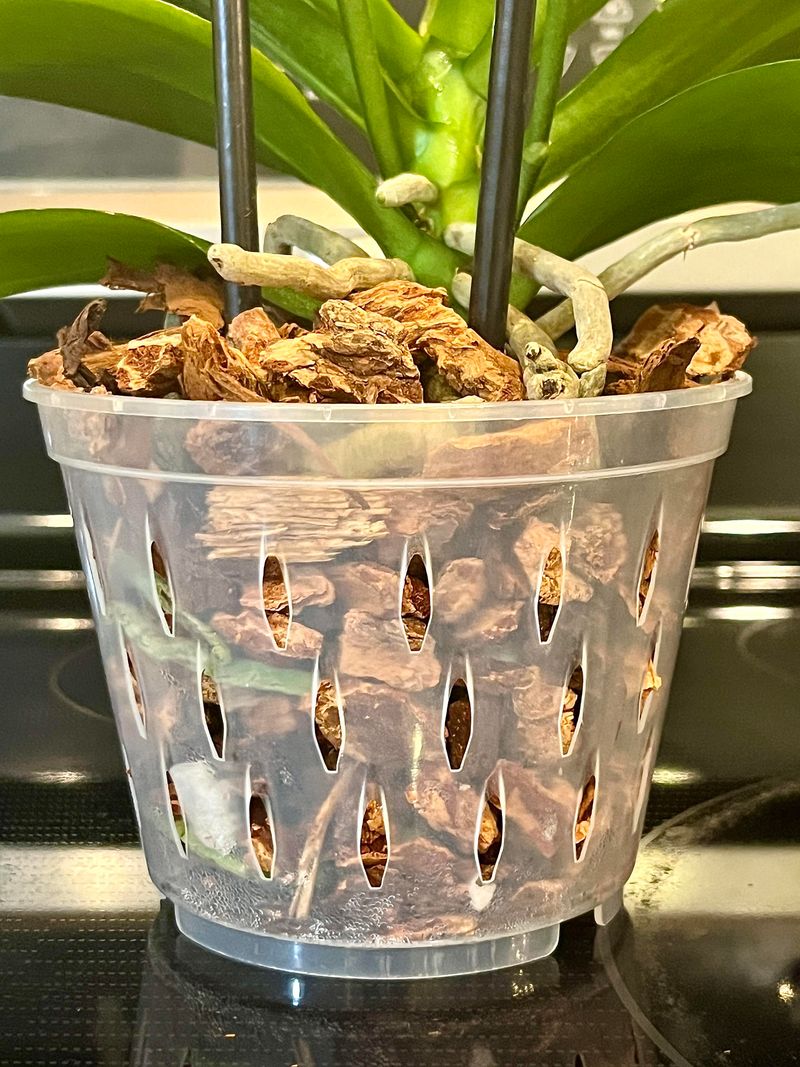 Garden Soil Doesn’t Drain, So Pot In Orchid Bark Garden Soil Doesn’t Drain, So Pot In Orchid Bark