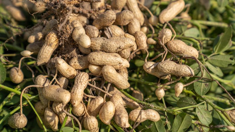 Garden State Summers Can Grow a Real Peanut Harvest Garden State Summers Can Grow a Real Peanut Harvest