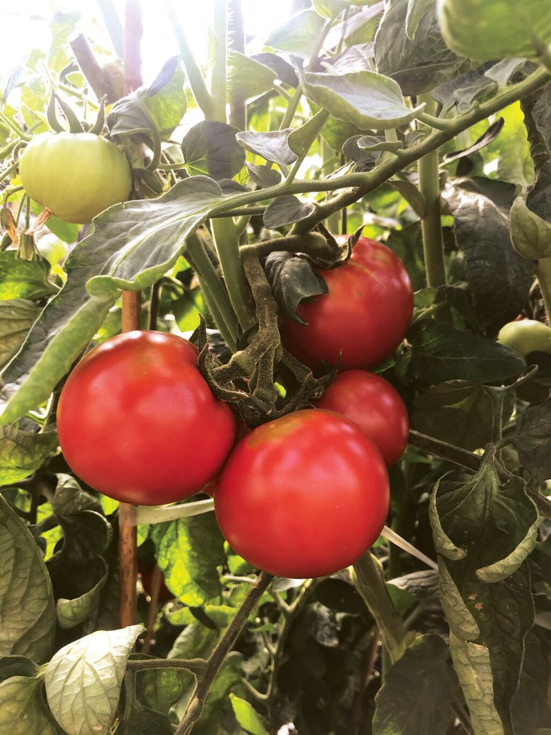 Garden Treasure Combines Rich Flavor With High Yields Garden Treasure Combines Rich Flavor With High Yields