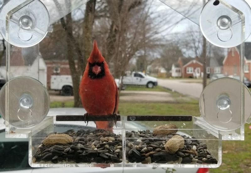 Garden Views Through Glass Can Create Another Collision Risk