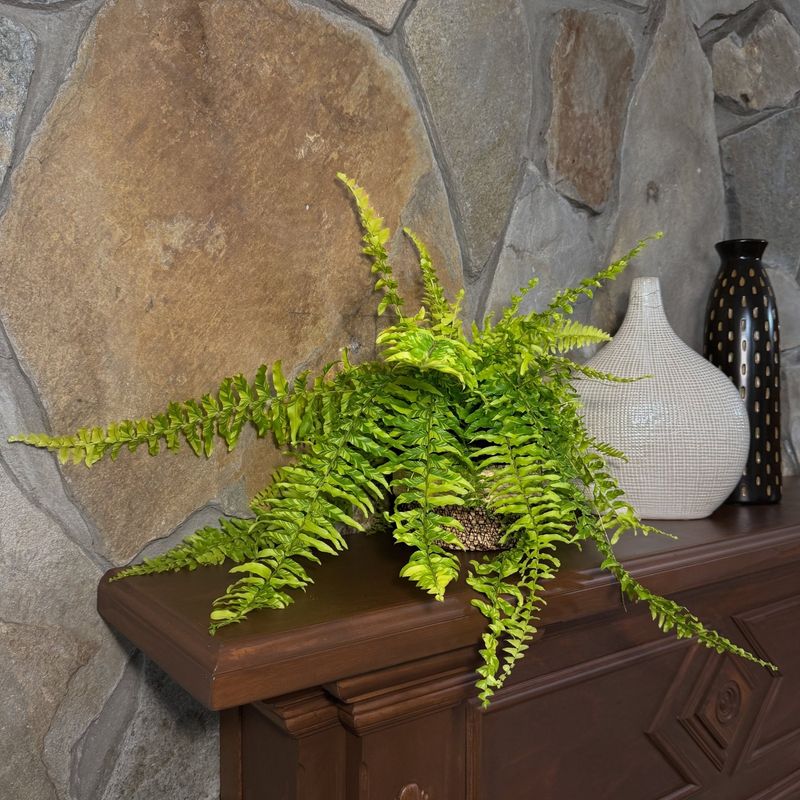 Gardeners Save Money By Overwintering Ferns Gardeners Save Money By Overwintering Ferns