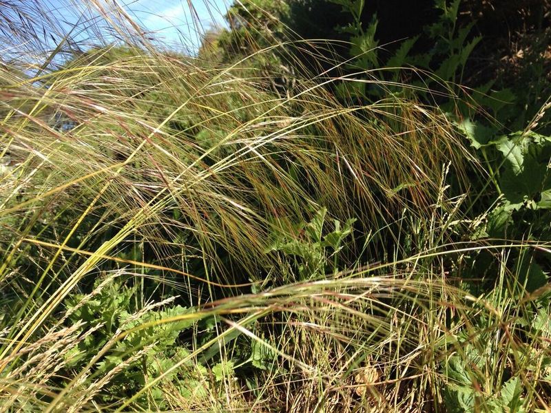Gardeners Use It For Meadow Lawns