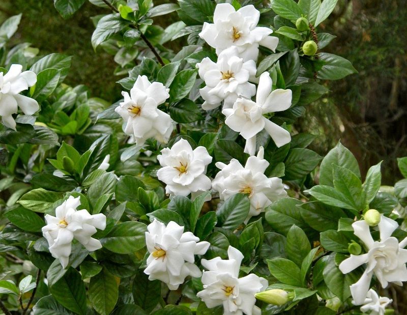 Gardenias Hold Next Year's Buds