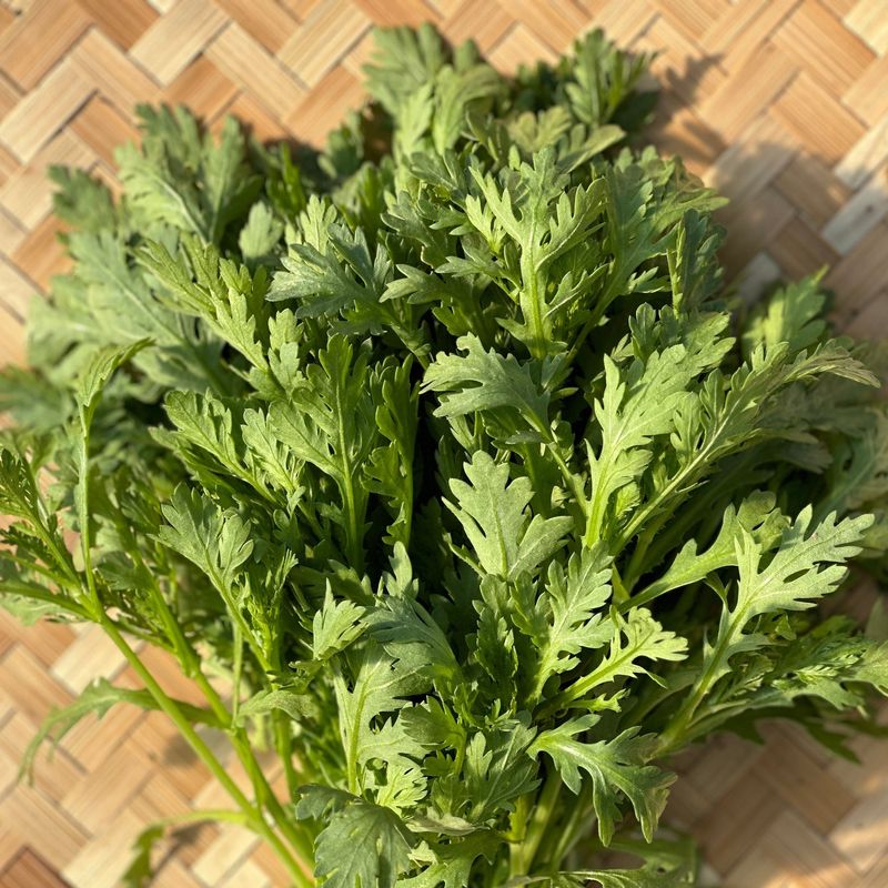 Garland Chrysanthemum Adds Tender Herb Like Leaves