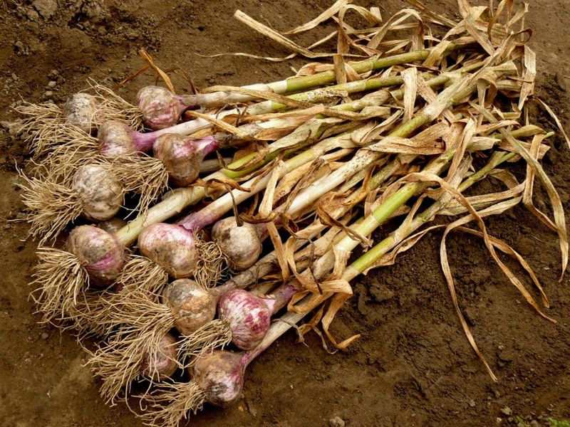 Garlic