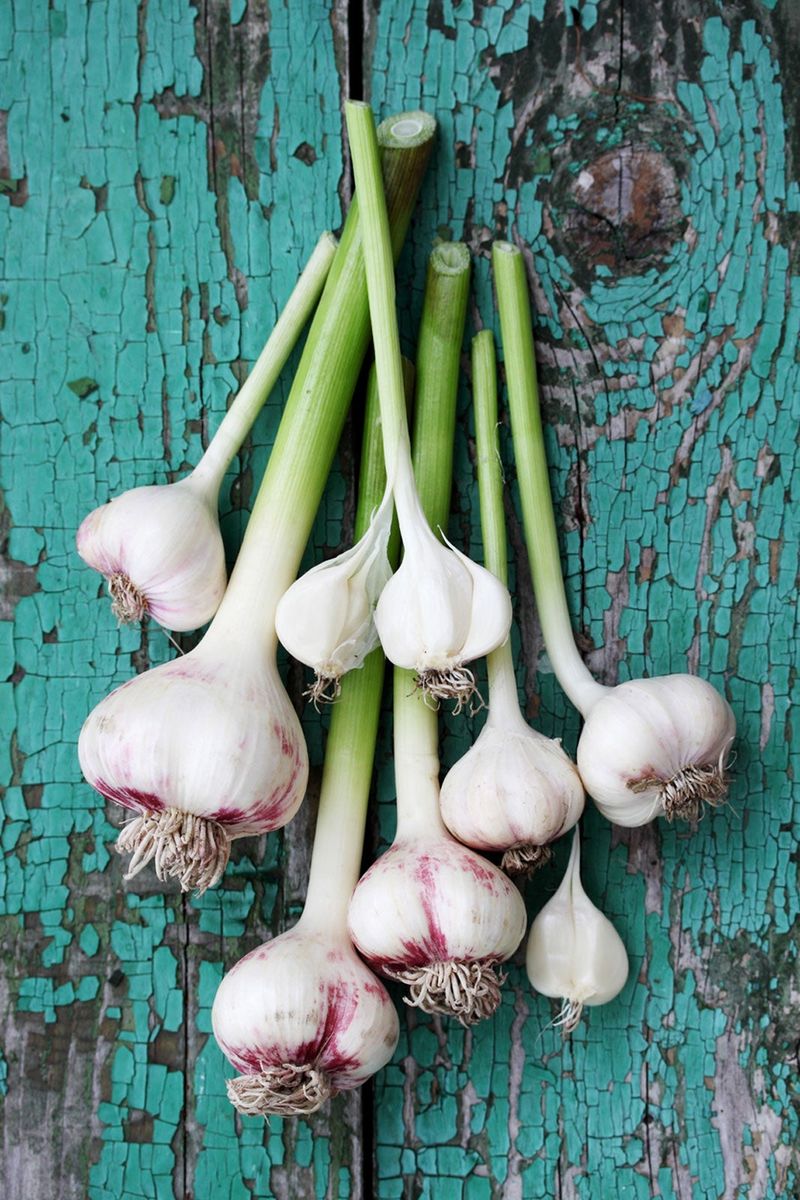 Garlic Garlic