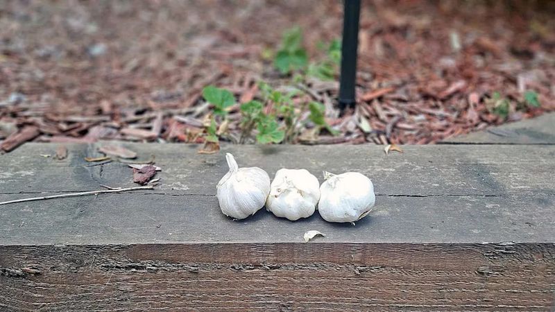 Garlic Adds A Strong Scent Barrier Garlic Adds A Strong Scent Barrier