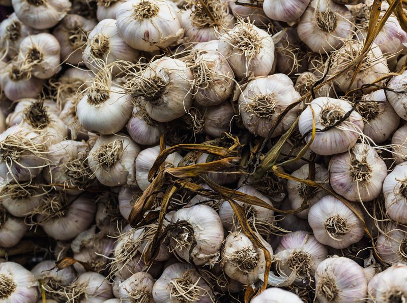 Garlic Builds A Smelly Shield