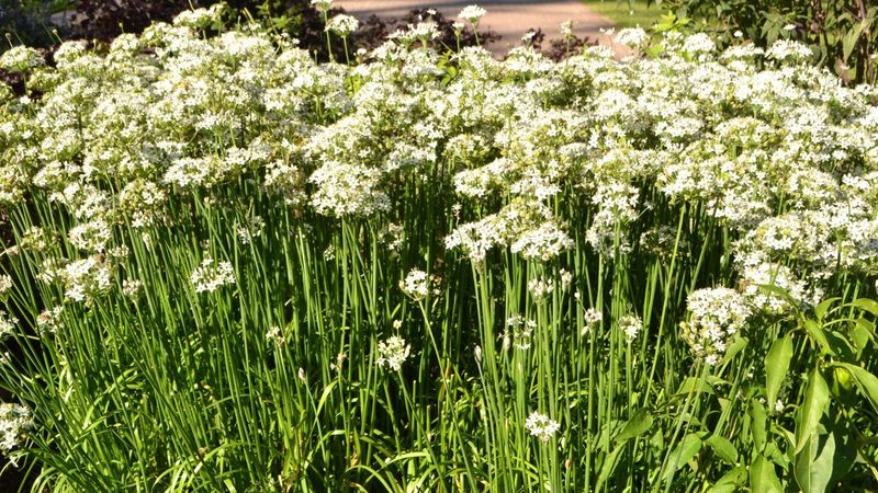 Garlic Chives