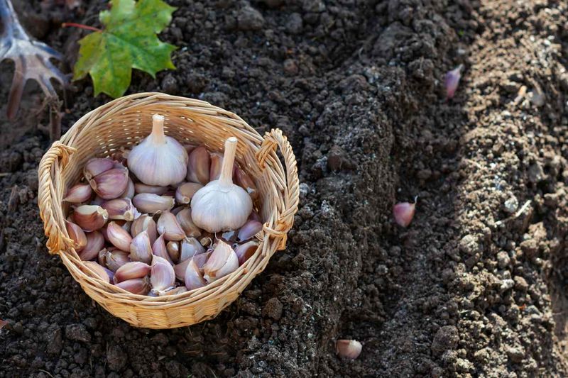 Garlic Cloves For A Summer Harvest Garlic Cloves For A Summer Harvest