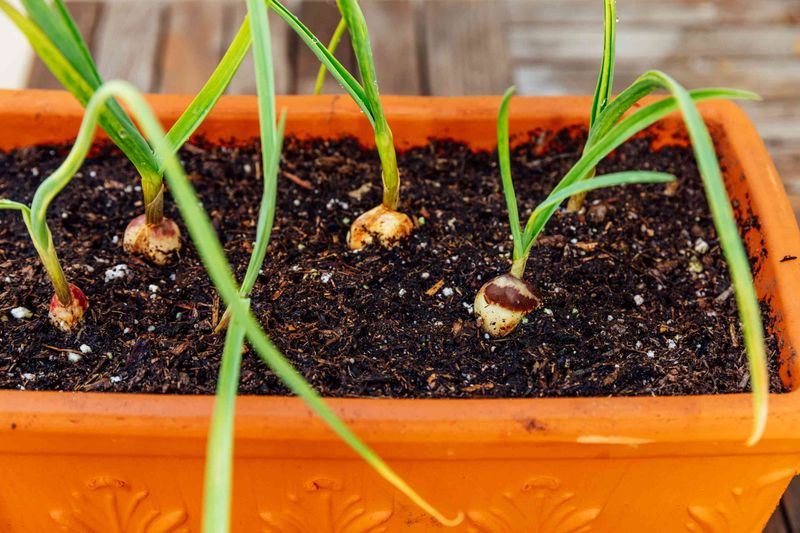 Garlic Cloves For A Summer Payoff