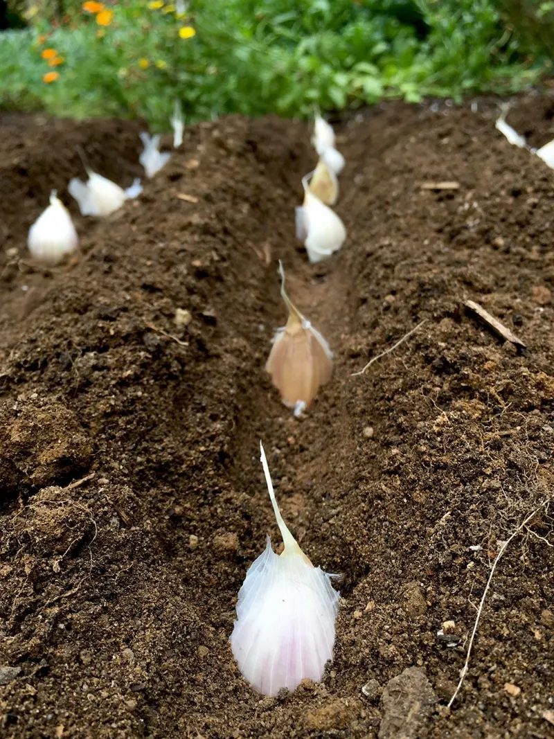 Garlic Cloves Planted In Fall Develop Roots Before Winter