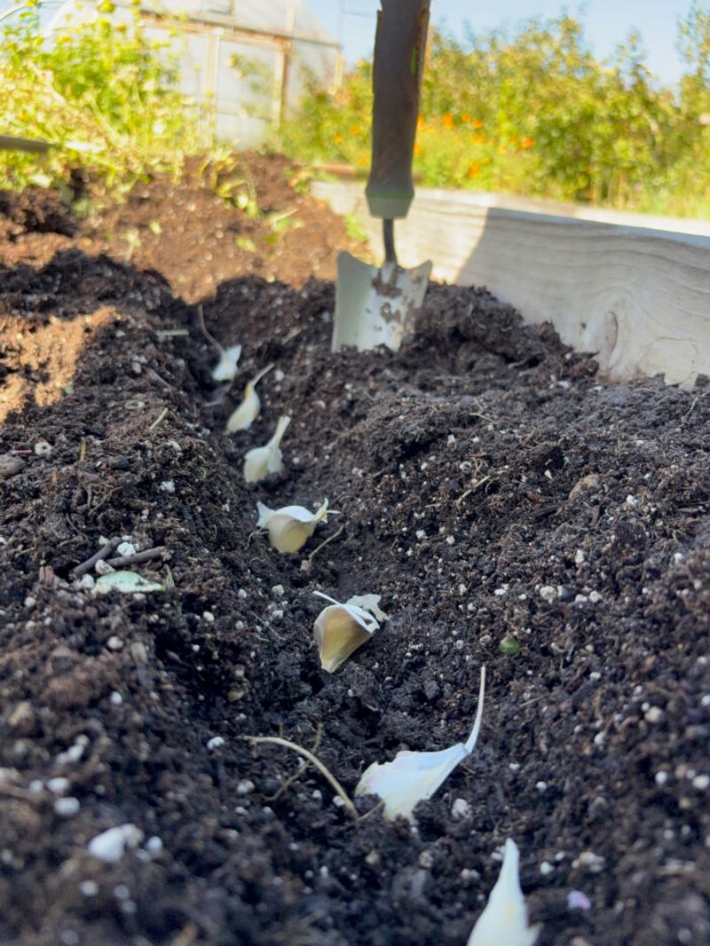 Garlic Cloves Planted Through November Grow Roots Over Winter Garlic Cloves Planted Through November Grow Roots Over Winter