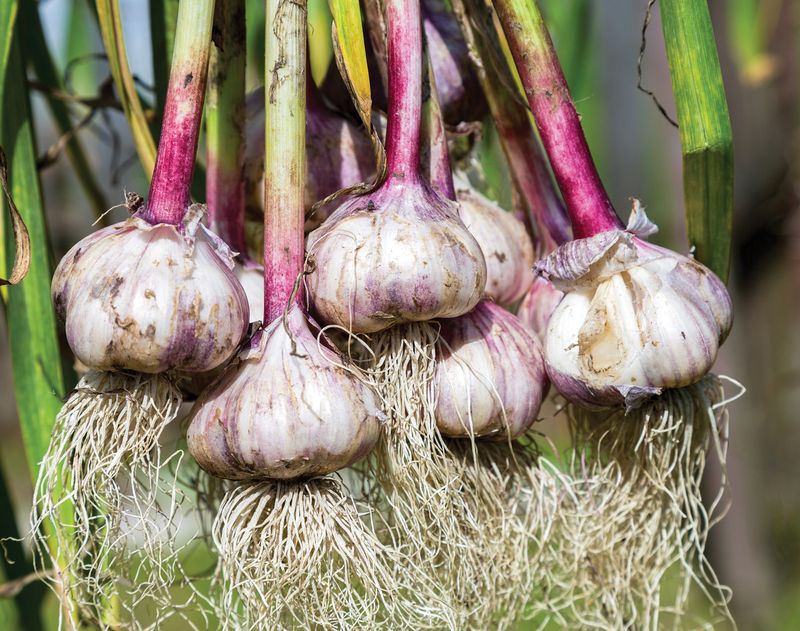 Garlic For A Summer Harvest Garlic For A Summer Harvest
