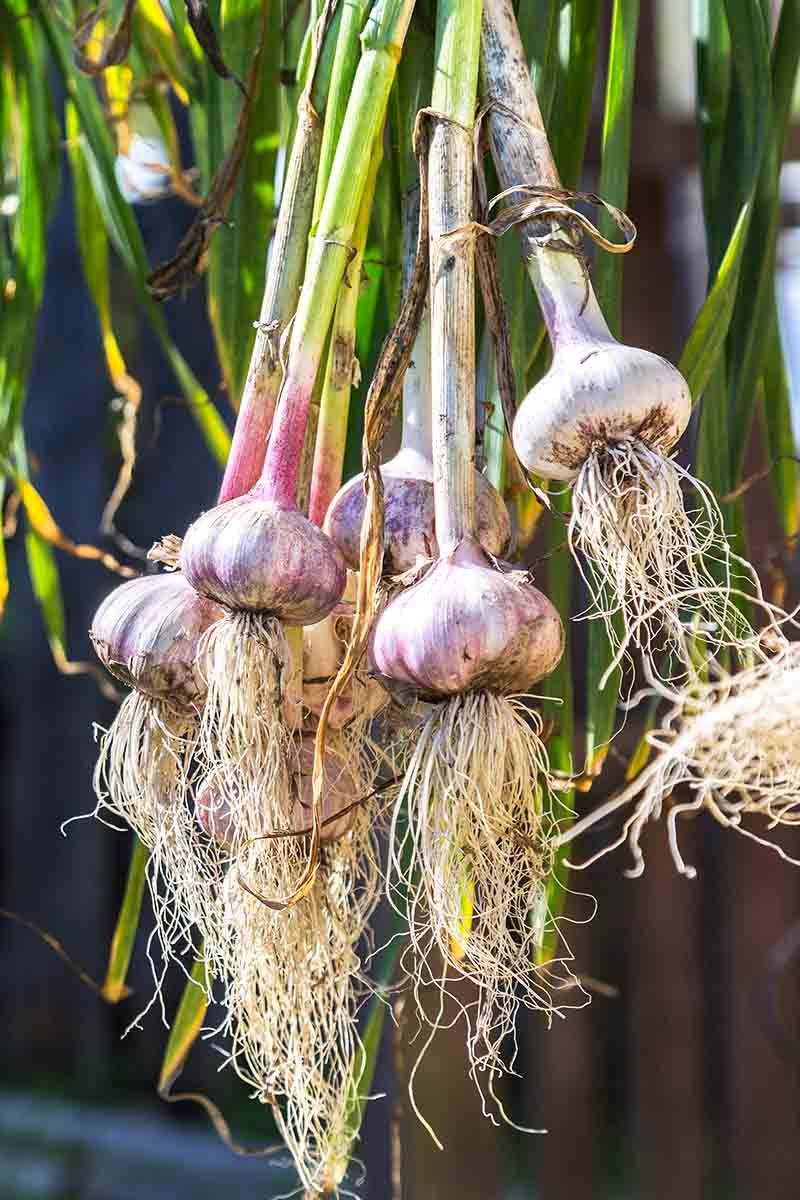 Garlic Makes A Bold Garden Guard