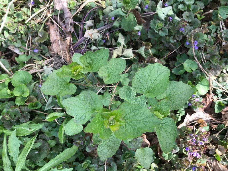 Garlic Mustard Cannot Be Planted In New York