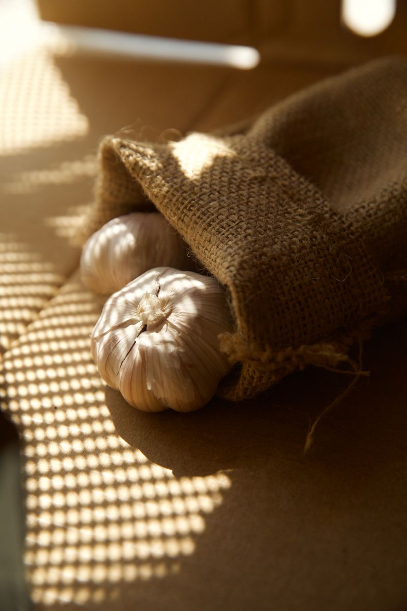 Garlic Sheltered By A Sturdy Grow Bag