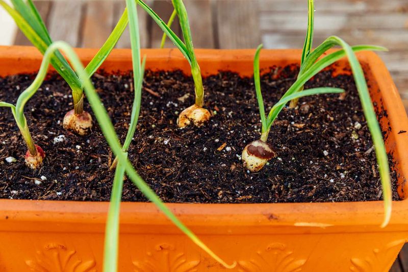 Garlic Tucks In For Winter In Containers