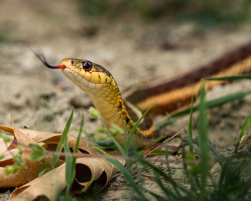 Garter Snakes Are Among Ohio’s Most Common Backyard Snakes Garter Snakes Are Among Ohio’s Most Common Backyard Snakes
