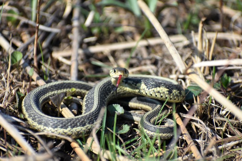 Garter Snakes Are Harmless To You, Your Kids, And Your Pets