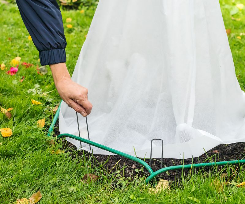 Gather Frost Cloth And Old Christmas Lights For Cold Nights