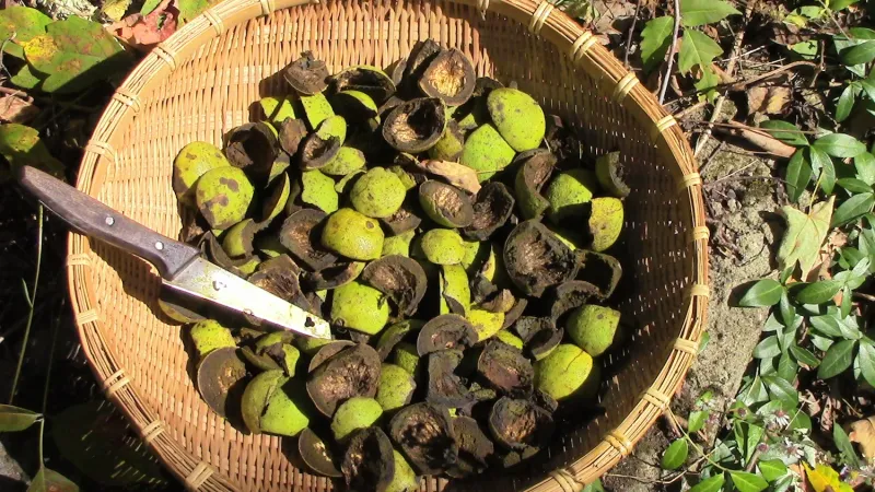 Gather Nuts Once They Drop Naturally