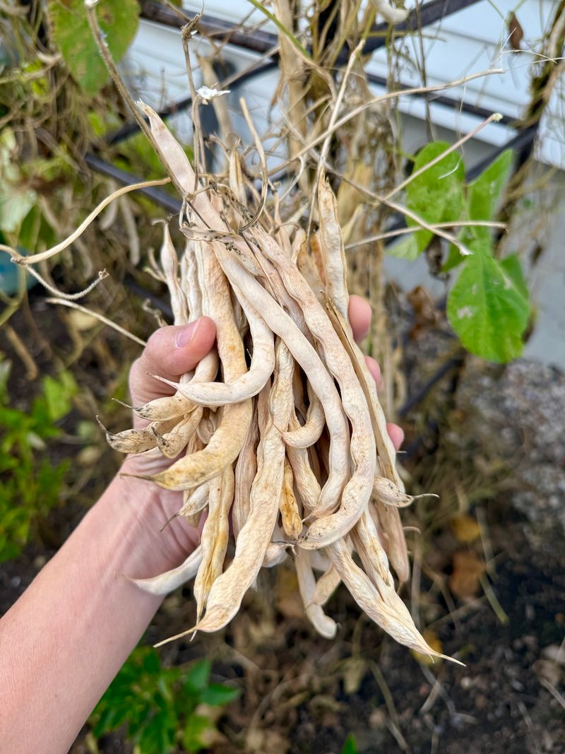Gather The Last Beans And Cucumbers Gather The Last Beans And Cucumbers