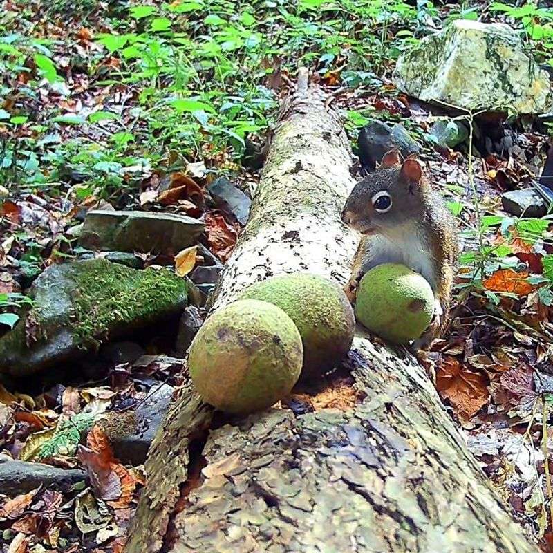 Gather Them Quickly Before Squirrels Do