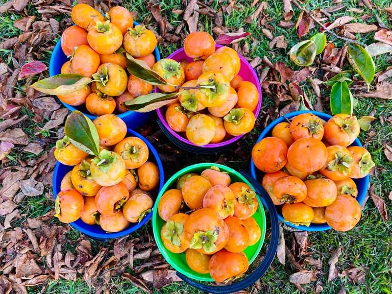Gathering Fallen Fruit Every Few Days Reduces The Temptation Gathering Fallen Fruit Every Few Days Reduces The Temptation