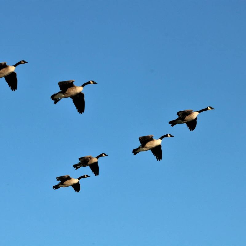 Geese Flying North In Fall Aren't Lost Geese Flying North In Fall Aren't Lost