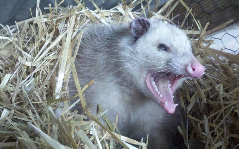 Generally Harmless And Non Aggressive Generally Harmless And Non Aggressive