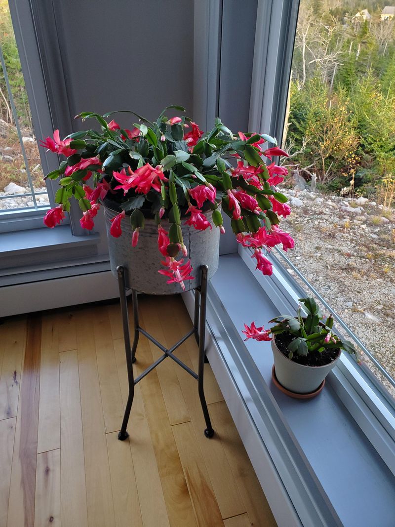 Gentle Care Keeps Those Buds Hanging On