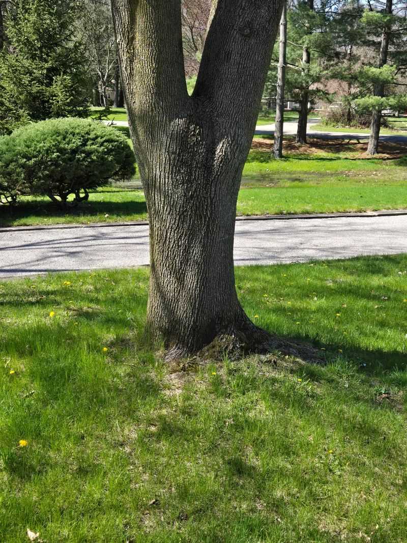 Gentle Grass Removal Protects Shallow Roots