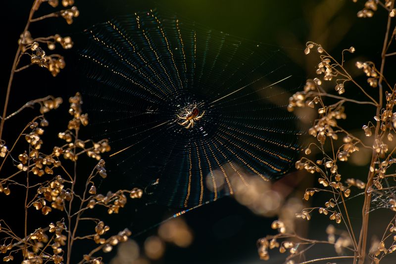 Gentle Relocation For Webs In The Wrong Spot Gentle Relocation For Webs In The Wrong Spot