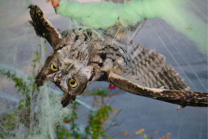 Gentle Steps For Freeing A Tangled Animal