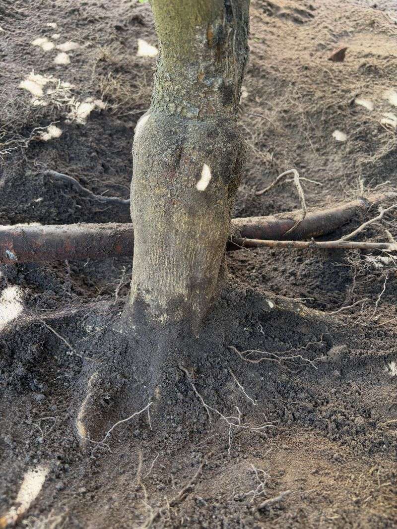 Gently Scrape Away Soil To Find Where The Flare Begins