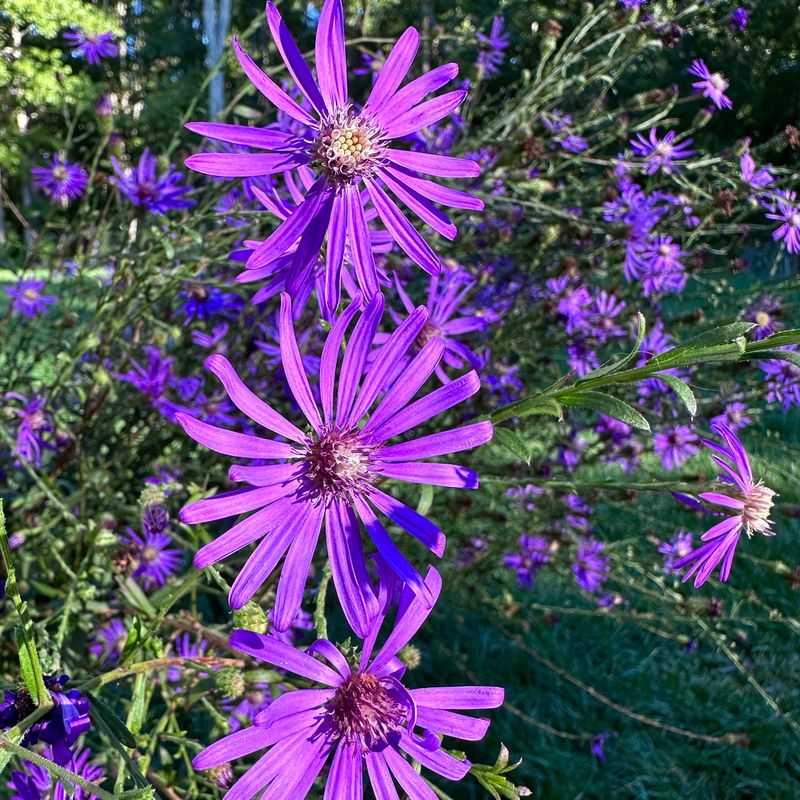Georgia Asters And Calico Asters Offer Different Growing Options