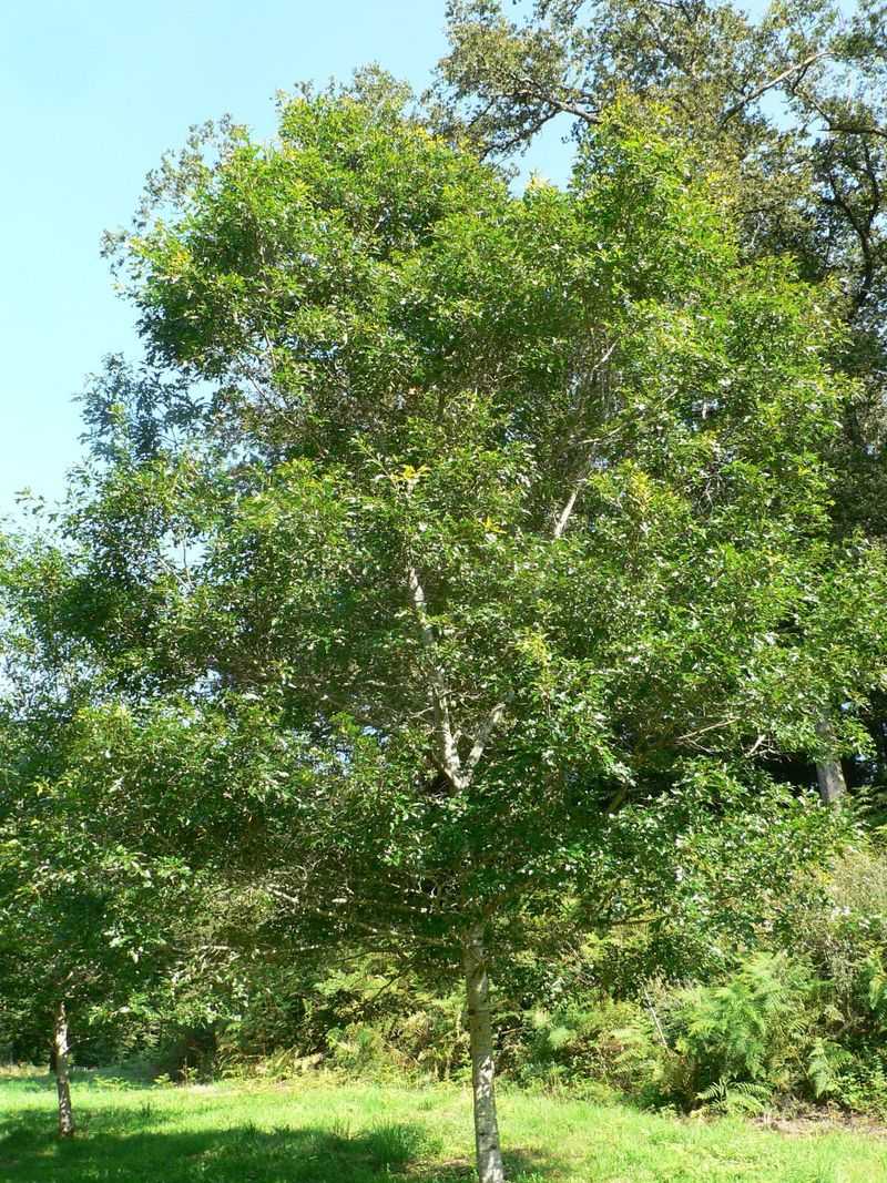 Georgia Oak Grows Naturally On Rocky Slopes And Ridges Georgia Oak Grows Naturally On Rocky Slopes And Ridges