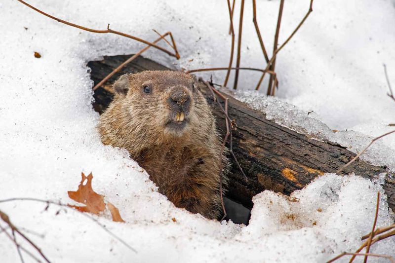 Georgia's Mild Winters Can Make Their Hibernation Period Shorter Georgia's Mild Winters Can Make Their Hibernation Period Shorter