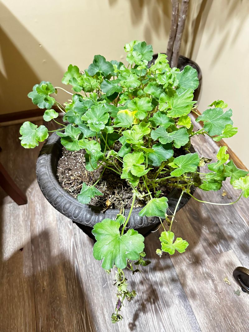 Geraniums Can Spend Winter Indoors With Proper Care Geraniums Can Spend Winter Indoors With Proper Care