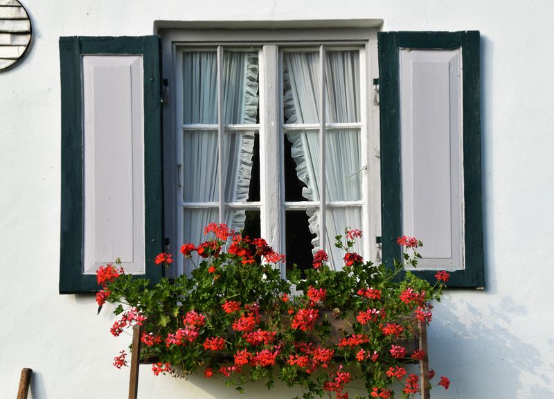 Geraniums Fill Window Boxes