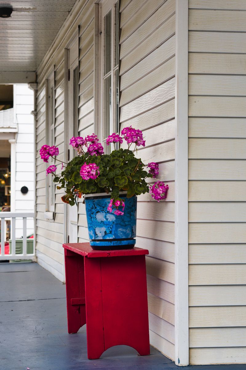 Geraniums For Classic Porch Color Geraniums For Classic Porch Color