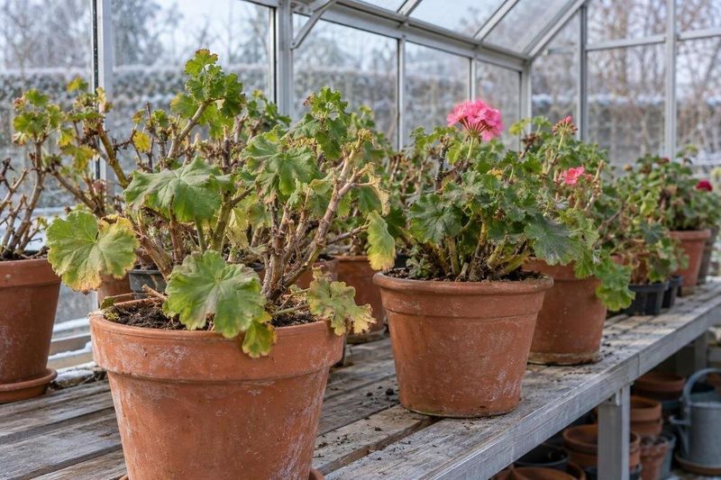 Geraniums In A Heated Greenhouse Geraniums In A Heated Greenhouse